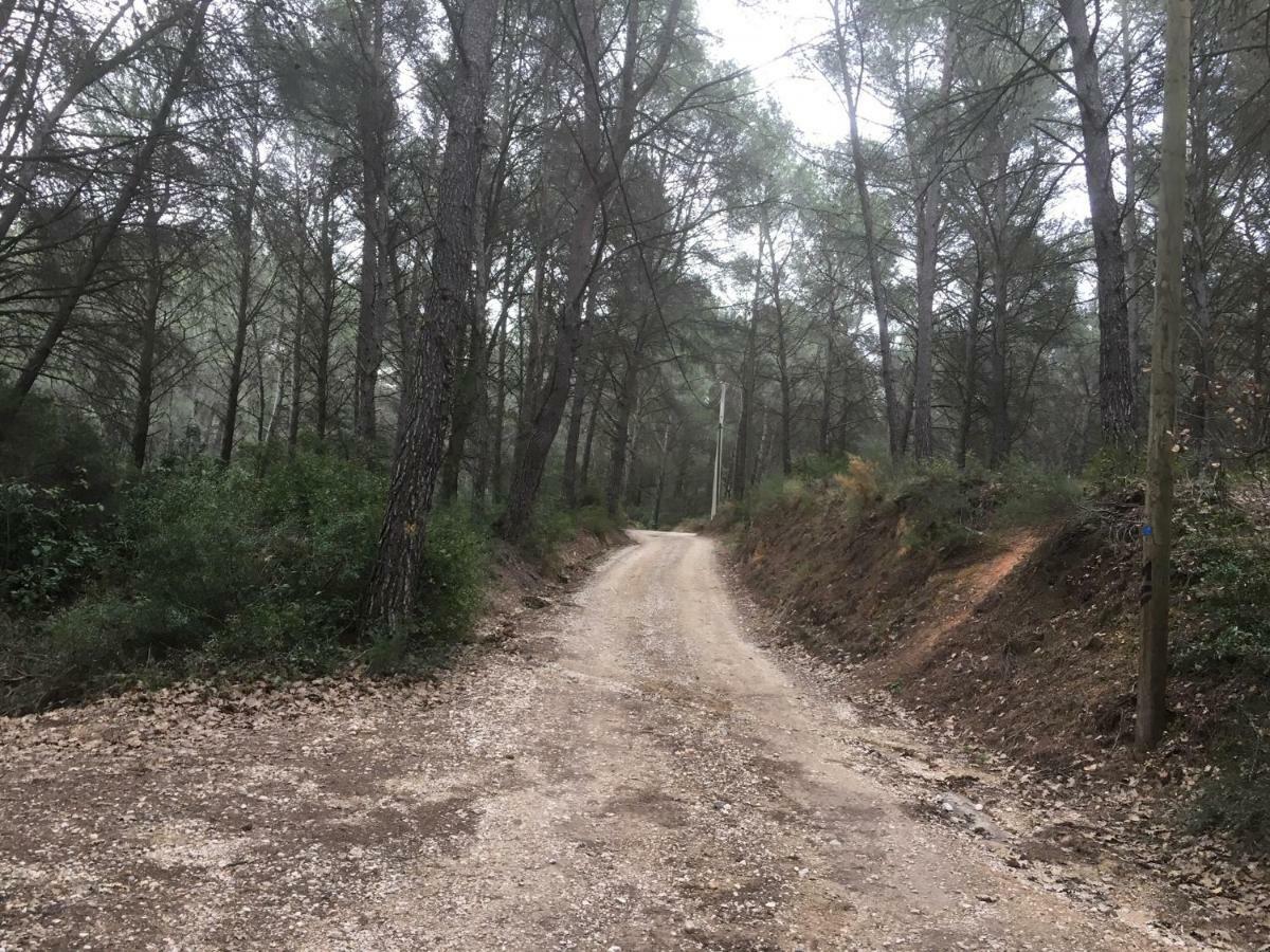 Ecureuil Et Pinede *