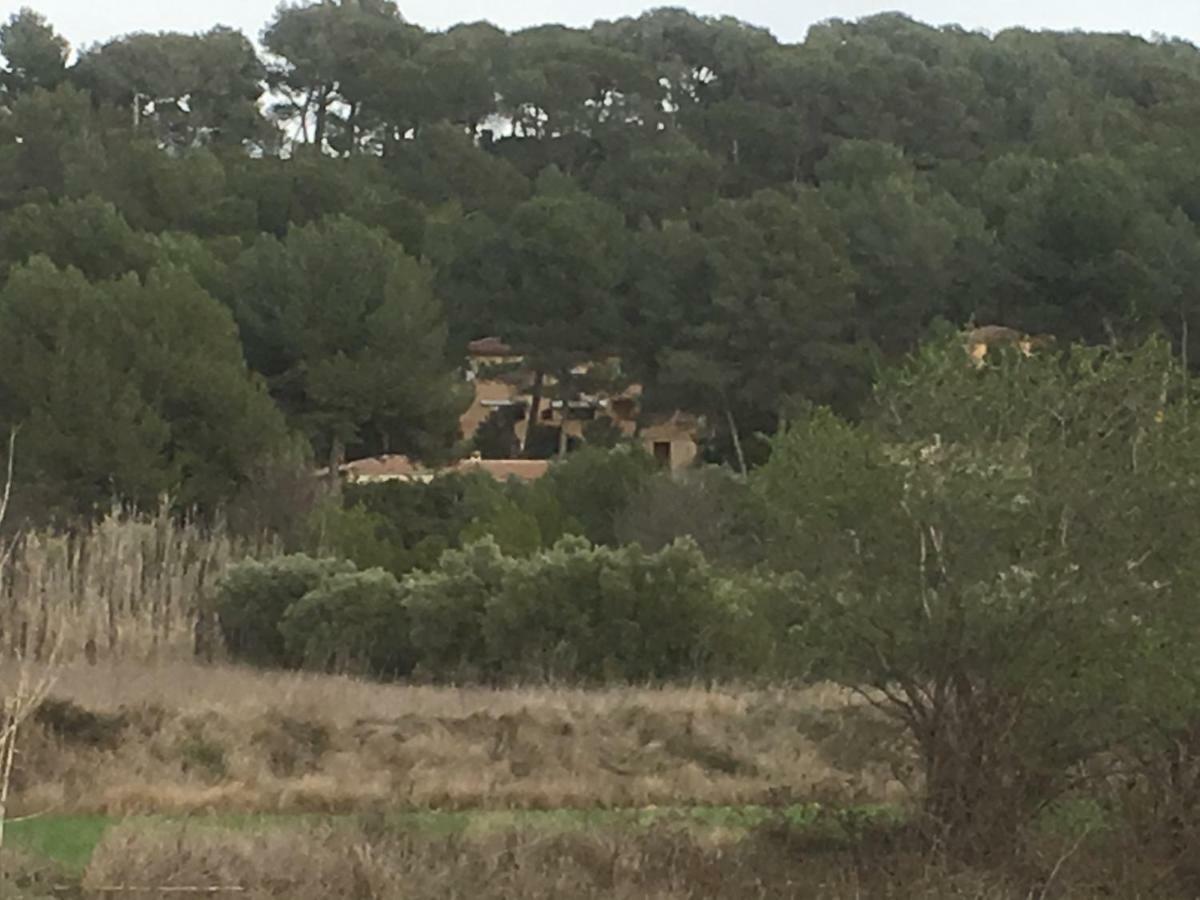 Ecureuil Et Pinede * Velaux