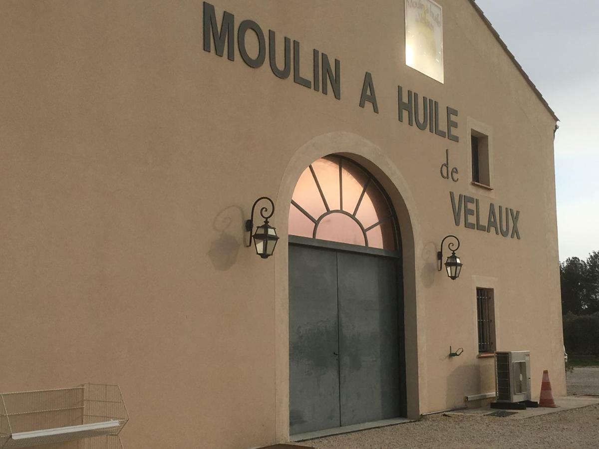 Ecureuil Et Pinède * Velaux
